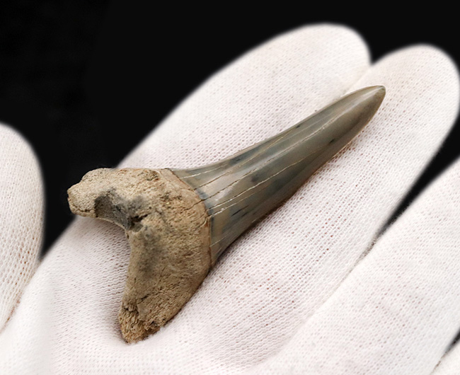 ビッグ！国産マニアックシリーズ！保存状態抜群のアオザメの歯化石（その2）