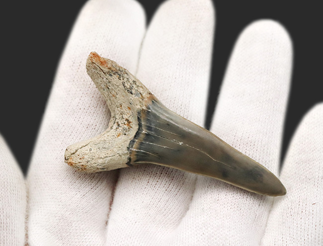 ビッグ！国産マニアックシリーズ！保存状態抜群のアオザメの歯化石（その4）