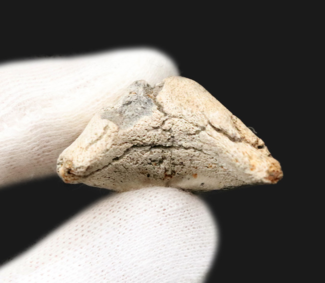 ビッグ！国産マニアックシリーズ！保存状態抜群のアオザメの歯化石（その5）