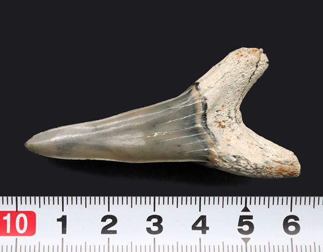 ビッグ！国産マニアックシリーズ！保存状態抜群のアオザメの歯化石（その6）