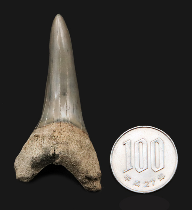 ビッグ！国産マニアックシリーズ！保存状態抜群のアオザメの歯化石（その7）