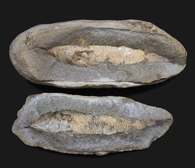 サービスプライス！典型的なノジュール！約１億年前の汽水域で棲息していた古代魚の化石（その1）