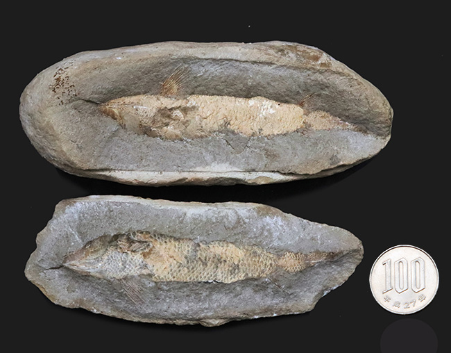 サービスプライス！典型的なノジュール！約１億年前の汽水域で棲息していた古代魚の化石（その10）