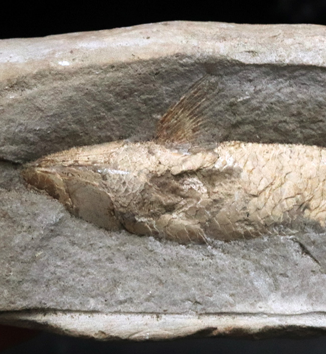 サービスプライス！典型的なノジュール！約１億年前の汽水域で棲息していた古代魚の化石（その2）