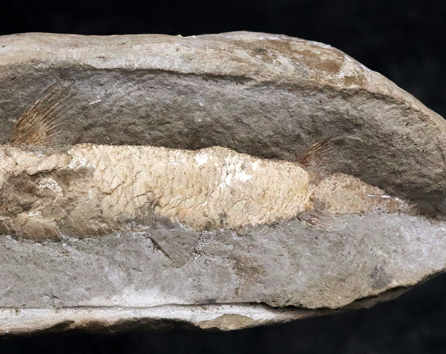 サービスプライス！典型的なノジュール！約１億年前の汽水域で棲息していた古代魚の化石（その3）