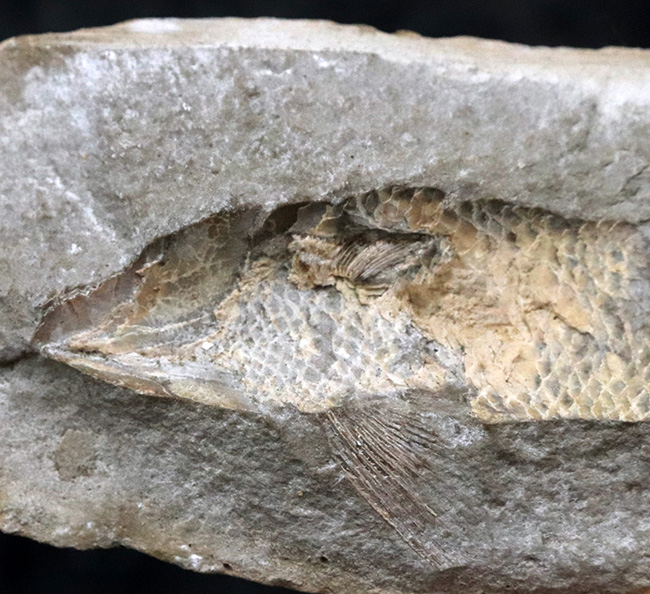 サービスプライス！典型的なノジュール！約１億年前の汽水域で棲息していた古代魚の化石（その5）