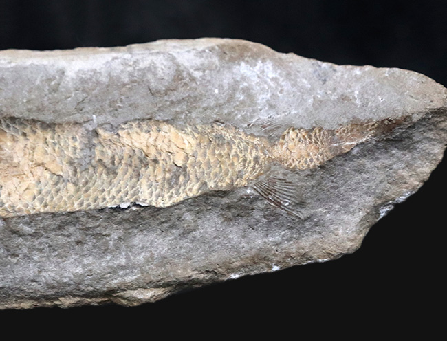 サービスプライス！典型的なノジュール！約１億年前の汽水域で棲息していた古代魚の化石（その7）