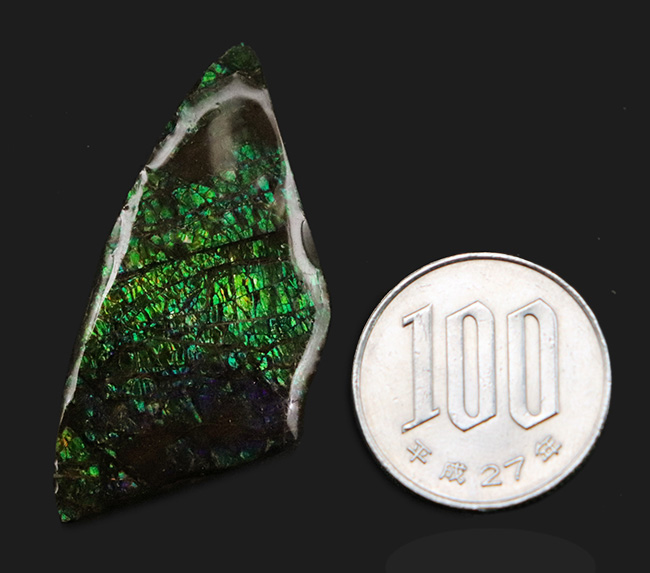 グリーンドラゴン！非常に鮮やかなエメラルドグリーンを呈する、宝石、アンモライト（Ammolite）のピース（その8）