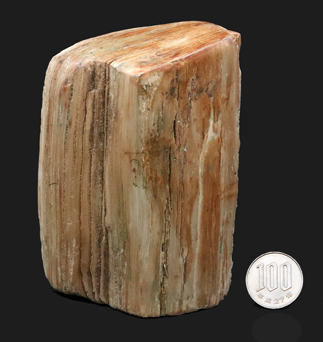 原型をとどめた面白い標本、北海道産の珪化木（Petrified wood） 化石 販売