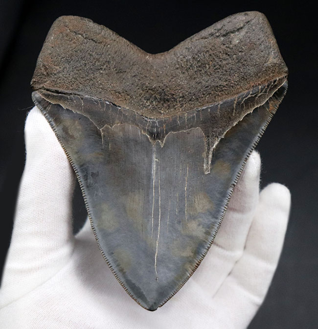 メガロドンの歯 [MG208] 化石 | hartwellspremium.com