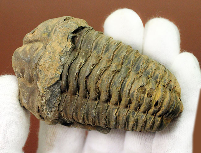 モロッコ産 三葉虫化石 Olenoides constrictus Trilobite-