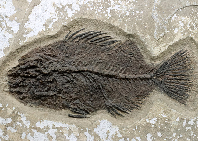 博物館級！絵画のような味わいを持つおよそ５０００万年前の古代魚のマルチプレート化石。大きなプリスカカラ（Priscacara）と負けず劣らず大きなナイティア（Knightia）が共存！