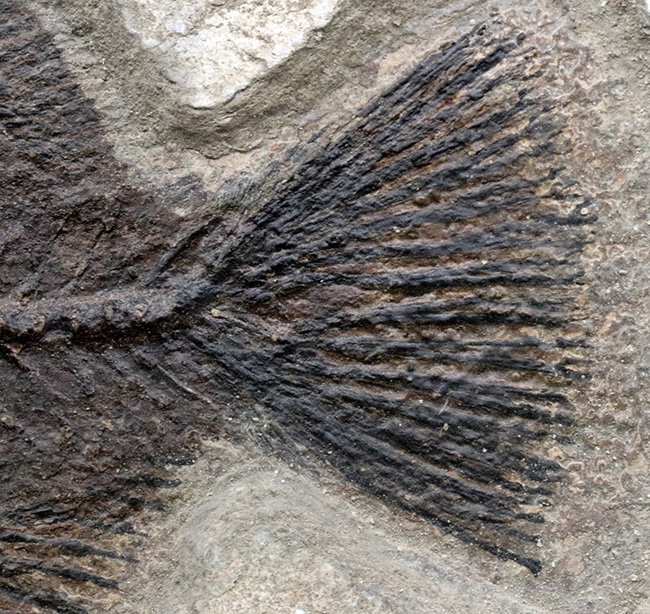博物館級！絵画のような味わいを持つおよそ５０００万年前の古代魚のマルチプレート化石。大きなプリスカカラ（Priscacara）と負けず劣らず大きなナイティア（Knightia）が共存！