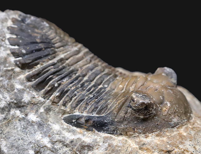 大きな頬棘とフリルで知られる、モロッコ産のデボン紀の三葉虫、メタカンティナ（Metacanthina）の化石