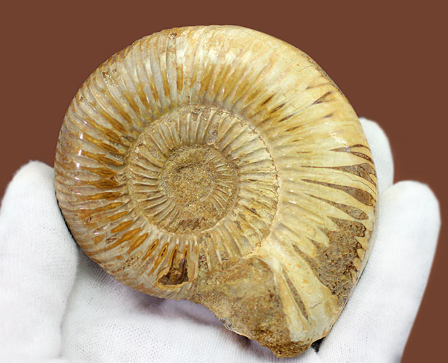 TOKYO SCIENCE アンモナイト ペリスフィンクテス 化石標本（Ammonites