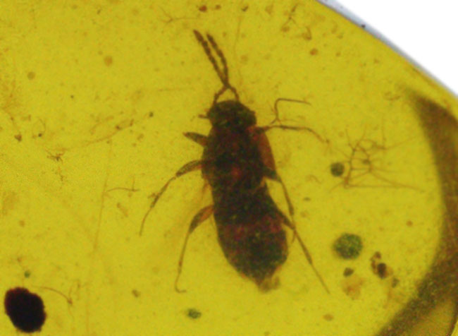 鮮明なシルエットにご注目ください！古代の虫を内包した、約１億年前の琥珀、バーマイト（Burmite）（その3）