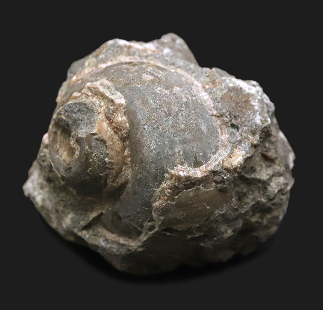 国産化石マニアックシリーズ！芦屋化石動物群の一つ、巻き貝、ユースピラ・アシヤエンシス（Euspira ashiyaensis）の化石（その1）