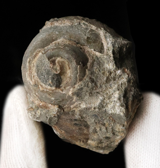 国産化石マニアックシリーズ！芦屋化石動物群の一つ、巻き貝、ユースピラ・アシヤエンシス（Euspira ashiyaensis）の化石（その2）