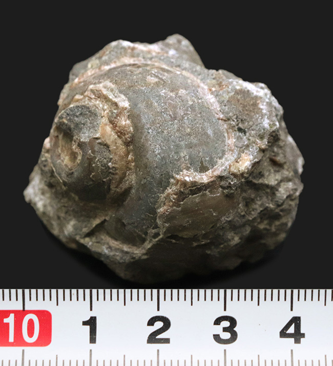 国産化石マニアックシリーズ！芦屋化石動物群の一つ、巻き貝、ユースピラ・アシヤエンシス（Euspira ashiyaensis）の化石（その5）