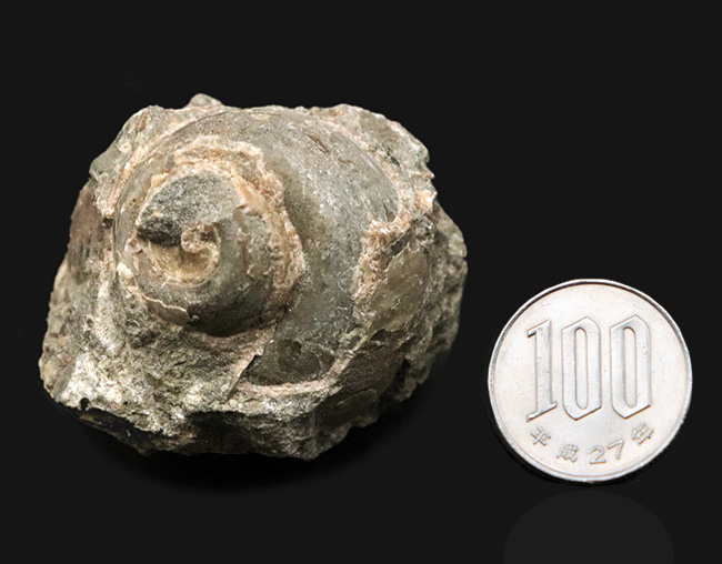 国産化石マニアックシリーズ！芦屋化石動物群の一つ、巻き貝、ユースピラ・アシヤエンシス（Euspira ashiyaensis）の化石（その6）