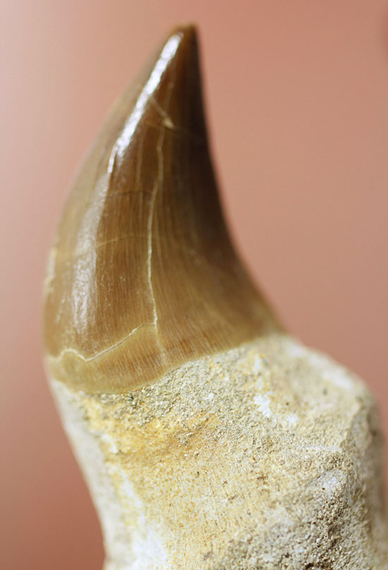 極上 歯根付き モササウルス 化石 歯 本物 88.23mm mos66+bnorte.com.br