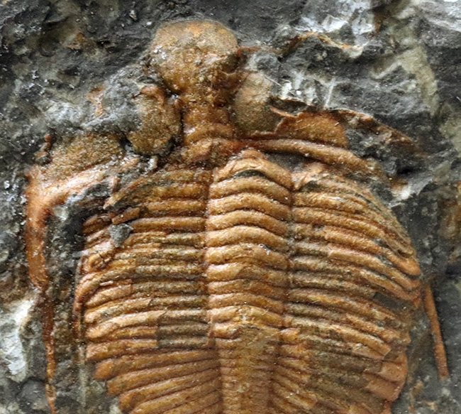 三葉虫 化石 fossil ボリビア産 trilobite 海生動物識別⑧種類化石