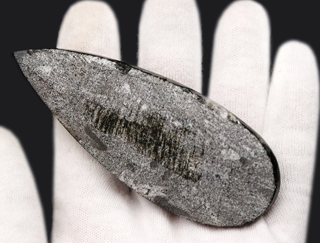 古生代デボン紀の海に棲息していた頭足類、直角貝ことオルソセラス（Orthoceras）の化石（その3）