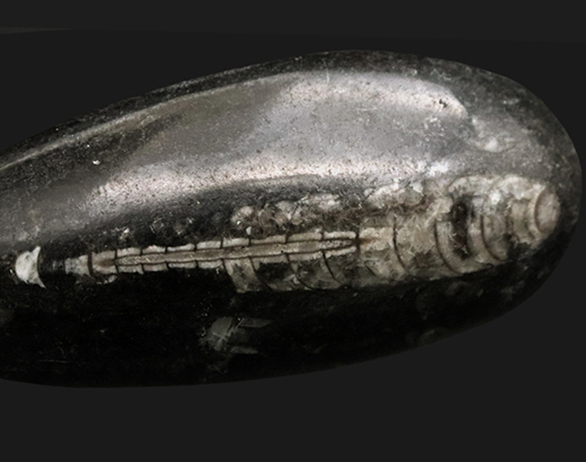 古生代デボン紀の海に棲息していた頭足類、直角貝ことオルソセラス（Orthoceras）の化石（その5）