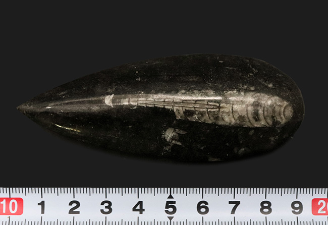 古生代デボン紀の海に棲息していた頭足類、直角貝ことオルソセラス（Orthoceras）の化石（その6）