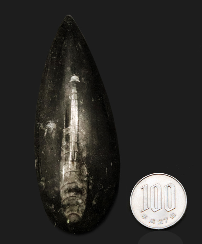 古生代デボン紀の海に棲息していた頭足類、直角貝ことオルソセラス（Orthoceras）の化石（その7）