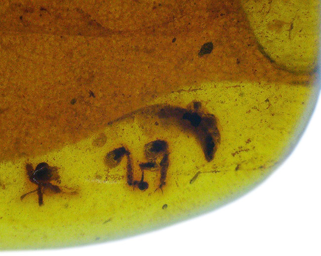 大きな葉と虫が内包！約1億年前、恐竜が棲息していた頃の樹木の樹液が化石担った琥珀、バーマイト（Burmite）（その3）