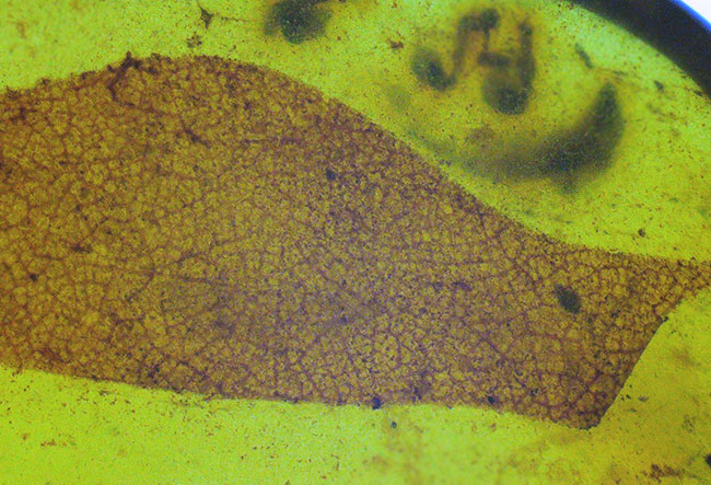 大きな葉と虫が内包！約1億年前、恐竜が棲息していた頃の樹木の樹液が化石担った琥珀、バーマイト（Burmite）（その4）