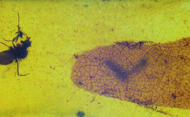 大きな葉と虫が内包！約1億年前、恐竜が棲息していた頃の樹木の樹液が化石担った琥珀、バーマイト（Burmite）（その5）
