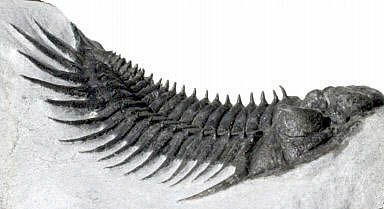三葉虫の化石　　サハロプス(Saharops)