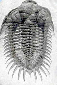 三葉虫の化石　　サハロプス(Saharops)