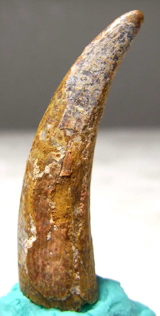 種類化石極上 ジョバリア 歯 化石 本物 ニジェール産 25.65mm fr105