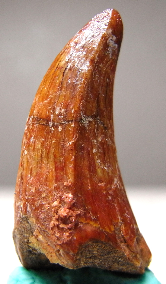 種類化石極上 ジョバリア 歯 化石 本物 ニジェール産 25.65mm fr105