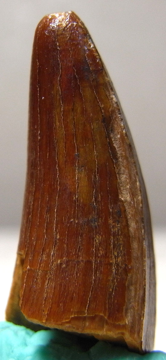 ルゴプス 歯 化石 本物 ニジェール産 17.24mm fr111+spbgp44.ru