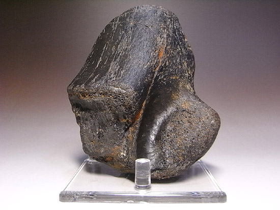 超希少 イグアノドンの歯、骨 恐竜 化石 白亜紀 イギリス