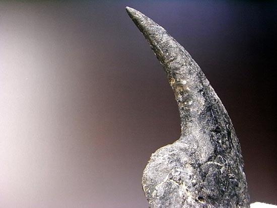 世界最高レベルのアロサウルスのかぎ爪（ハンドクロウ） 恐竜 販売