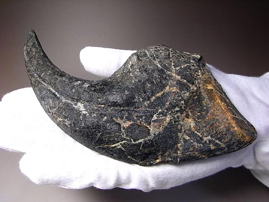 世界最高レベルのアロサウルスのかぎ爪（ハンドクロウ） 恐竜 販売