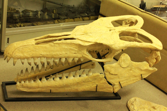 最強のモササウルス、プログナソドンの頭骨化石。85%オリジナルの本物