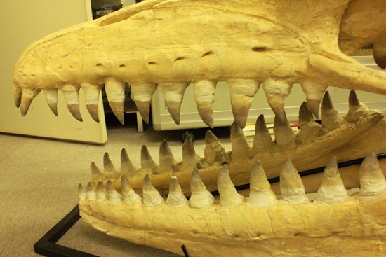 最強のモササウルス、プログナソドンの頭骨化石。85%オリジナルの本物