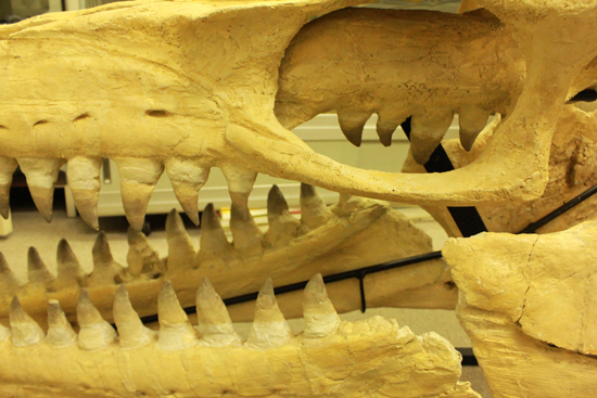 モササウルスの歯 [MS30] プログナトドン 化石-