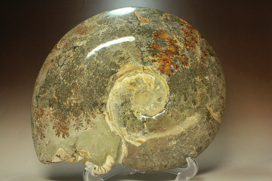 アンモナイトの化石　30×30ｃｍ　15.2ｋｇ　(^00WM07A