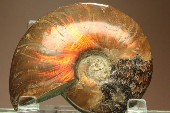 アンモナイト　クリオニセラス　遊色・3-7・6g（マダガスカル産化石標本）