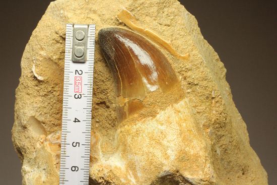 恐竜の歯 [MS116] プログナトドン 化石