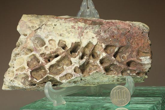 大希少☆ サルコスクス・インペラトルの装甲骨鱗 白亜紀化石-