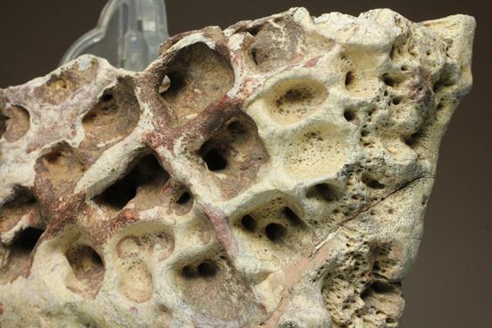 大希少！サルコスクス・インペラトルの装甲骨鱗 白亜紀中期 アフリカ
