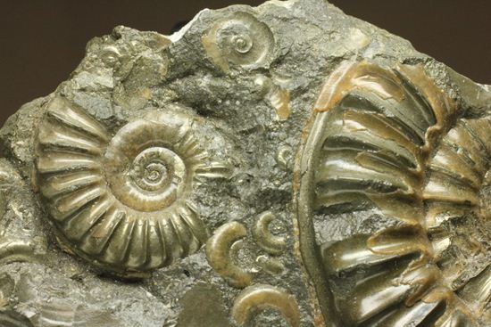 パイライト化し黄金に輝くアルニオセラス（Arnioceras）群集化石
